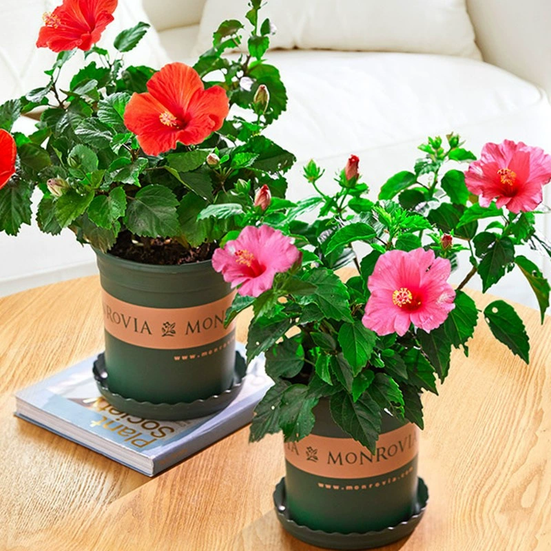 Датский гибискус премиум-класса цветет в любое время года, двуцветковый гибискус в горшках, крупнокоробковый гибискус с бутонами, листья шелковицы, цветы пиона.