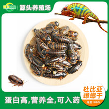 �űȁ�����x���،m�ת{����������x��ș����������������ϼ�