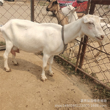 1-2岁萨能奶山羊活羊产奶羊产多少奶 白山羊养殖红鹿奶山羊