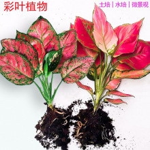 ����ʺ����f��tˮ��Gֲ���k���҃�ˮ�B�G�}�j�������Ժ��B��