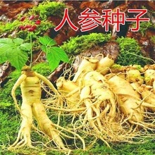 长白山人参种子野山参西洋参籽原装四季蔬菜种子大全菜种子中药材