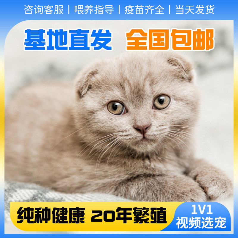 苏格兰折耳猫幼崽曼基康矮脚猫活物英短家庭饲养金渐层小奶猫猫咪