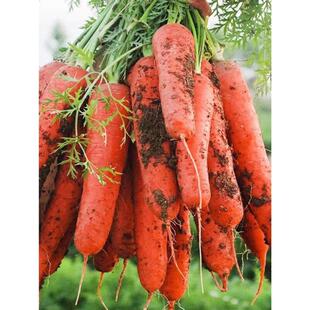 Carrot Seeds Collection, Yellow Carrot Seeds, Carrot Seeds, Old Varieties, Local Red Carrot Seeds
