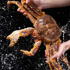 生冻俄罗斯帝王蟹活冻阿拉斯加长脚蟹帝皇蟹一件代发大螃蟹3-10斤