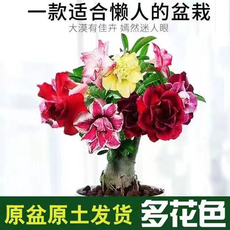 Double-Petaled Desert Rose Potted Plant Blooms in All Seasons, Easy to Maintain, Indoor Multi-Color Balcony Flower, Green Plant, Bonsai, Succulent
