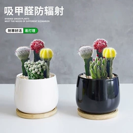 狗狗窝/笼/垫;狗狗服装;盆栽