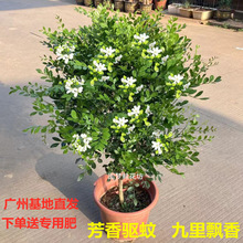 驱蚊九里香花苗盆栽绿植物老桩四季开花卉带花苞独杆七里香室内外