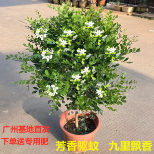 Mosquito Repellent Jiuli Xiang Flower Seedlings Potted Green Plants Old Pile Four-Season Blooming Florals with Buds Single Stem Qilixiang Indoor and Outdoor