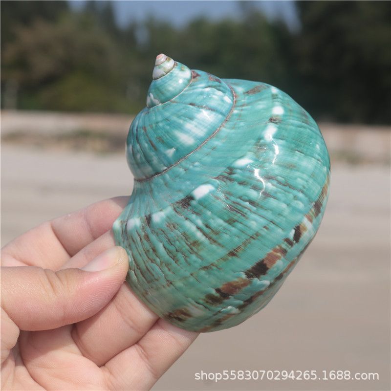 Conchas de caracoles naturales vendidas por kilogramo de cangrejos de estrellas de mar reemplazar conchas acuarios paisajísticos botellas a deriva materiales de pintura a mano