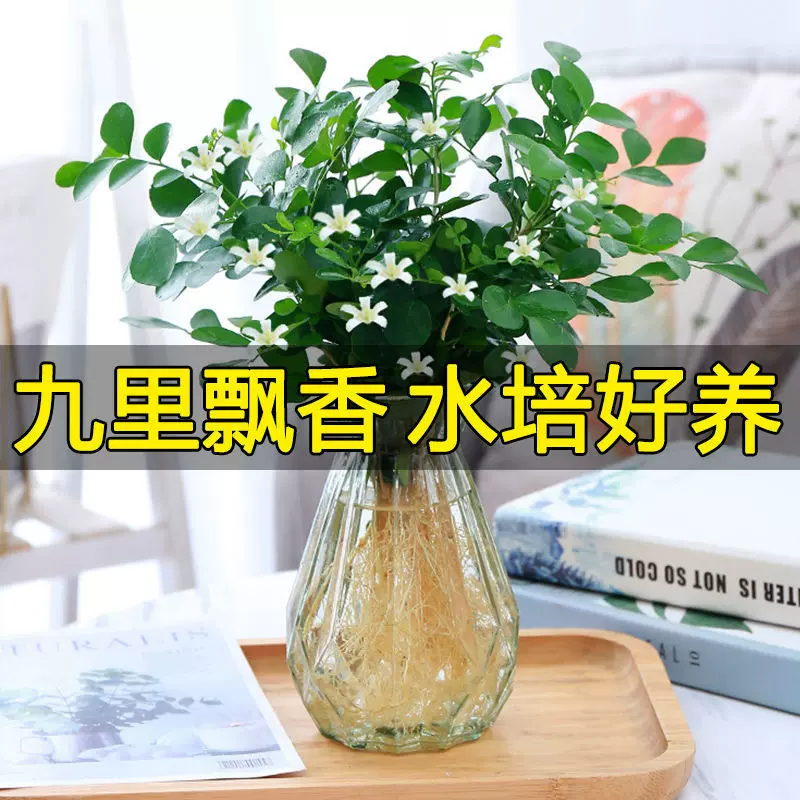 九里香盆栽浓香水培植物四季好养七里香树苗室内好养花卉驱蚊绿植