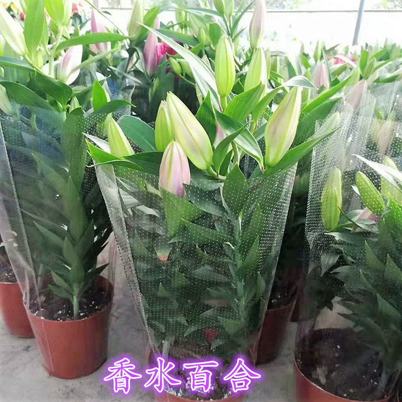 Perfume Lily Potted Seedlings with Buds Indoor Autum Living Room Office Balcony Four-Season Plant Delivery Flowers