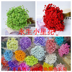 小さな星の花の真の花のミニの小さい菊の花の永遠の命の小さい星の花の満天の星の乾いた花の卸売りの小さい菊の花