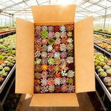 �������ֲ�����l���⿳�^�����Ѩ�P�����ֱ�l����С�����Ѩ��