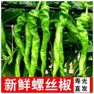 薄皮螺丝椒新鲜香辣皱皮辣椒新鲜农家自种青椒香辣薄皮螺旋椒当季-阿里巴巴