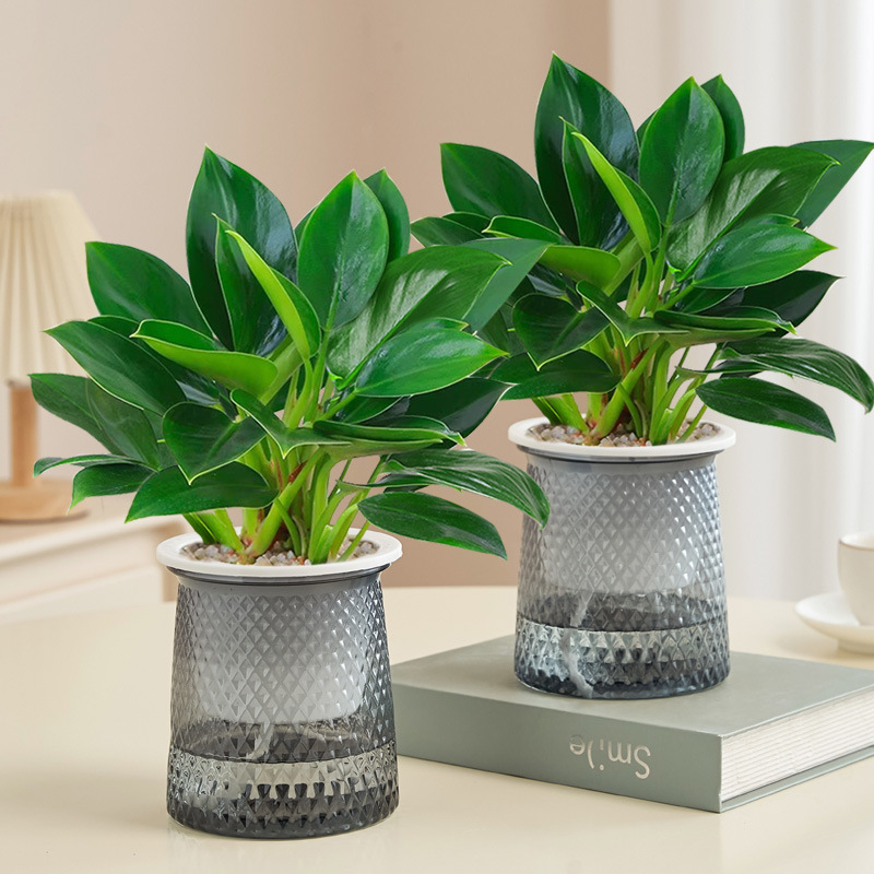 [화분 2개 특가] 골든다이아몬드 20cm 3그루(별화분) + 영양액