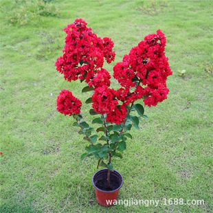 һ�����l��ޱ����ͥԺ�����t������ԅ����Ϙ��e��ͥԺ����ֲ��G