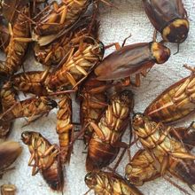 蟑螂250克 美洲大蠊干品全蟲入葯  500g人工養殖多規格
