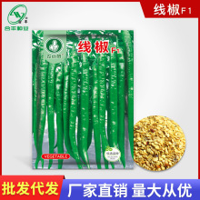 合丰种业 长线椒种子红辣椒种籽厂家批发辣椒种孑长牛角青剁椒籽