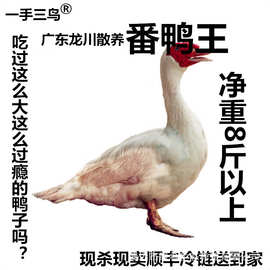 【一手三鸟】番鸭母番鸭公白番鸭黑番鸭均有冷链物流发全国