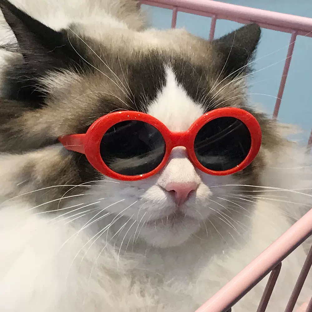 宠物狗狗猫咪墨镜酷帅配饰太阳镜小中型犬防晒眼镜多色可选