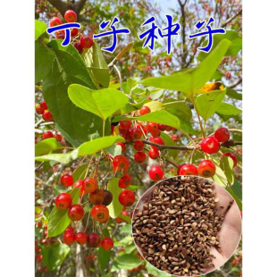 �²�ɽ���ӷN��ɽ�G�� ���G��ɽ���ӷN������ľ��N�޽��O��