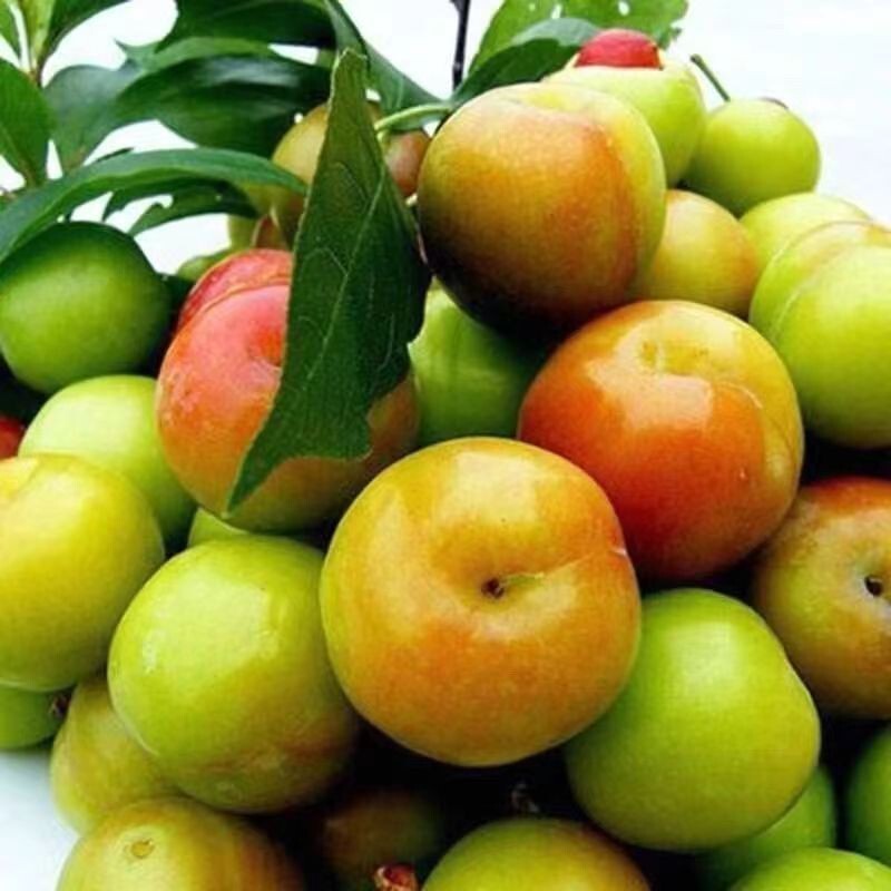 Fresh Plums in Stock for March, Seasonal Fruit for Pregnant Women, Sour and Crisp Green Plums, Qianpai Sanhua Plums, Whole Box Wholesale