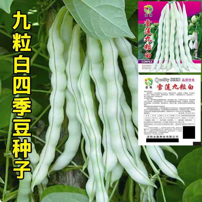 Девять семян белой фасоли, четырехсезонной фасоли, белой лотосовой фасоли, семян вьющейся облакофасоли, высоковысокопродуктивных весенне-осенних овощных семян в горшках.