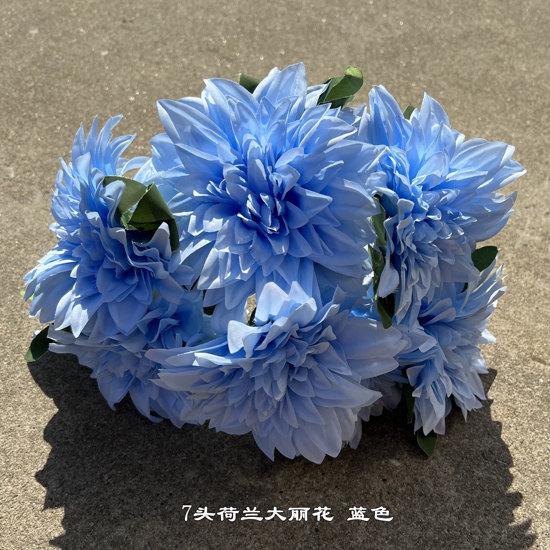 7-cabeza Dutch Dahlia Azul