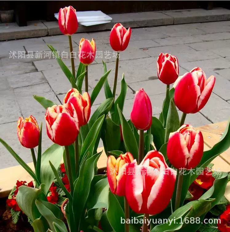 Рассада цветов тюльпана Гидропоника Голландские импортные цветы Гидропоника Рассада Гидропоника Комнатное цветочное растение Готовые Цветочные саженцы