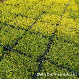 Buddha's Grass Seedlings Roof Greening Square Plate Gold Leaf Gold Buddha's Grass Ten Thousand Years Grass Shandong Base Buddha's Grass Square Plate