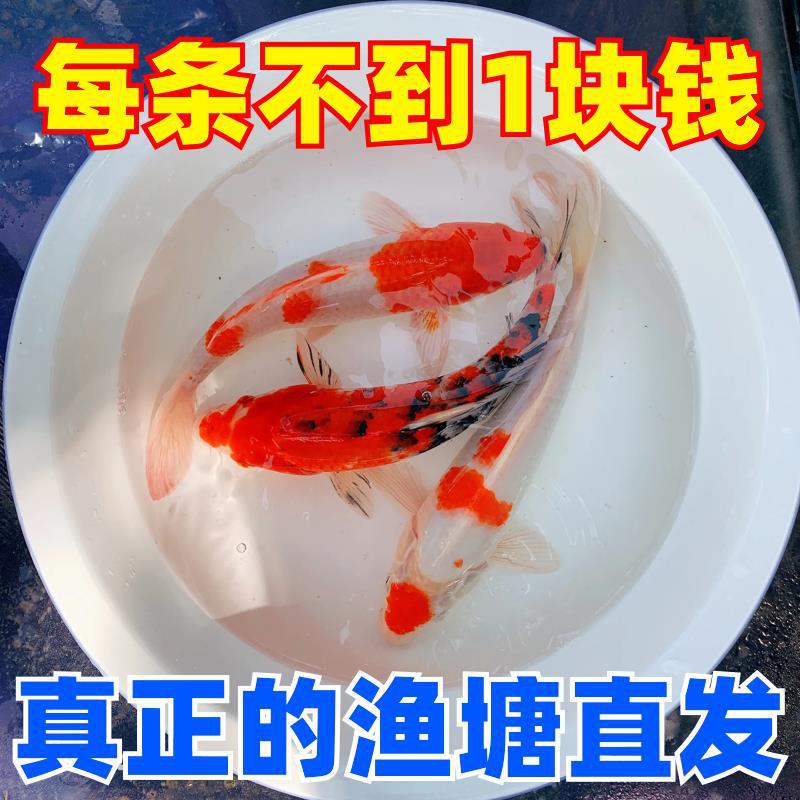 Purebred Koi, Live Ornamental Fish, Live Fish, Large Red and White Cold Water Freshwater Fish, Easy to Raise and Durable, Goldfish, Red Carp Purebred Koi, Live Ornamental Fish, Live Fish, Large Red and White Cold Water Freshwater Fish, Easy to Raise and Durable, Goldfish, Red Carp