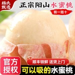 正宗无锡阳山水蜜桃子新鲜水果应当季整箱兑换卡毛白凤礼盒旗舰店