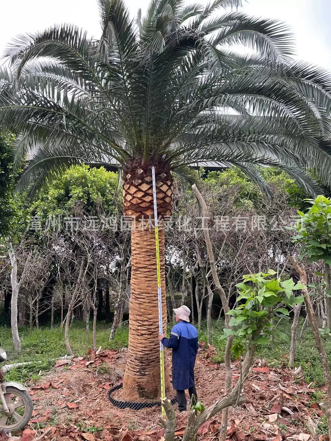 Занчжоу: крупномасштабная база канадских финиковых пальм, рассада с контролем корней, оптом для фермеров, выгодные цены.