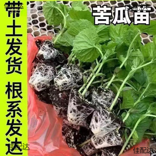 �����߮a����G����玧����������ϷN�Ӵ����߲����