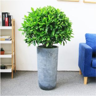 ������������ ֲ�� �ļ����� �͏d �҃ȴ���ֲ�ﻨ�� ����ȩ