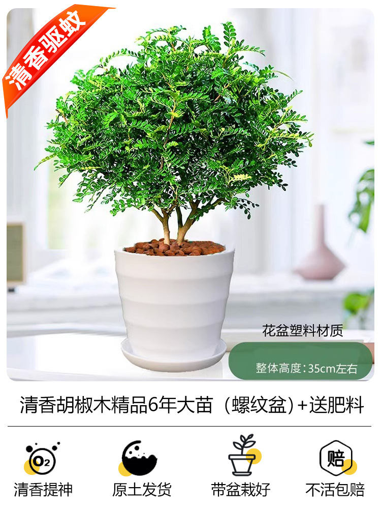 프리미엄 6년근 모기향(나사냄비) + 무료비료 + 세람사이트