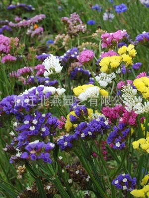 Forget-Me-Not Seeds, Blood Grass, Star Flower Seeds, Sea Red Peony, White Flower, Jade Money, Fragrant Dried Cut Flowers, Potted Flower Bed, Long Flowering Period