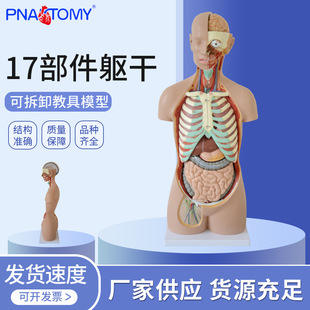 85CM���w����o���|��ģ�� �S��ֱ�N17���ɲ�ж�����t���̌Wģ��