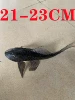 Heiqing Daofu 21-23cm (1)