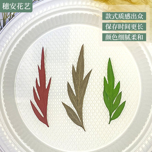 Factory willow leaf real leaf plant specimen kindergarten parent-child handmade diy dried flower embossed flower paste face decoration