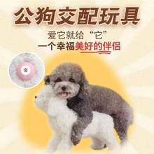 公狗交配发泄玩具女朋友泄火伴侣泻火泰迪比熊狗狗骑跨伴侣用