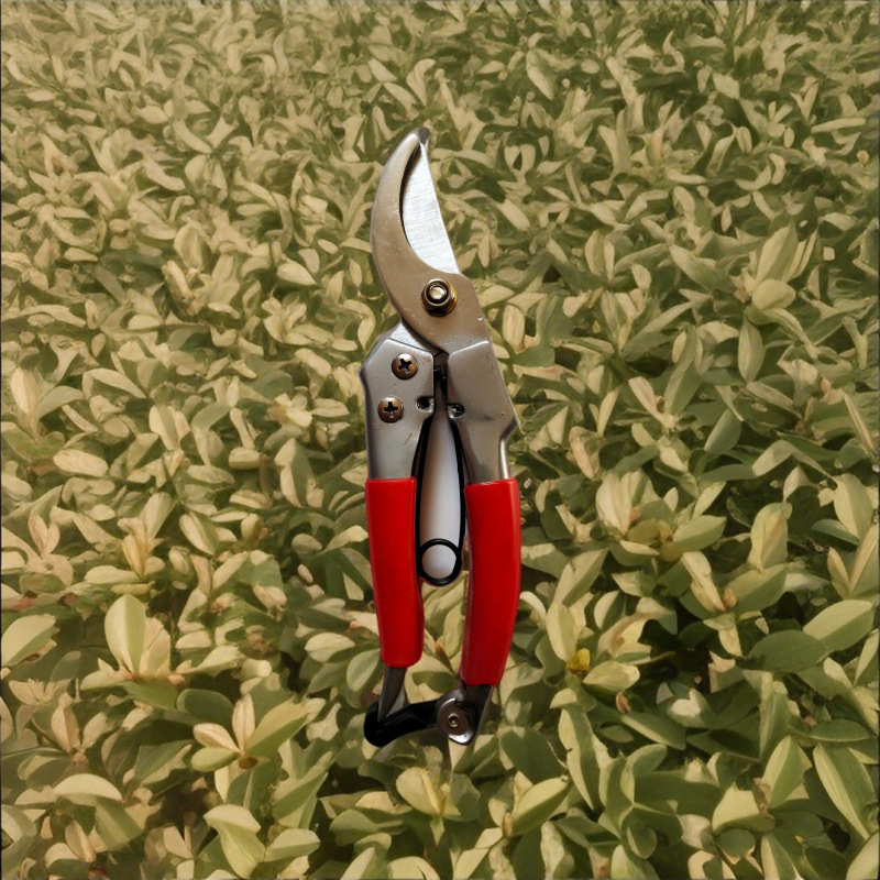 厂家直销高质量园林剪修枝剪树枝剪果枝剪摘果剪   欢迎选购