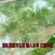 Aquatic Plants for Aquarium Landscaping, Real Water Plants for Lazy People, No Need for Water Plant Mud, Easy to Maintain, Suitable for Tropical Fish, Wholesale and Dropshipping