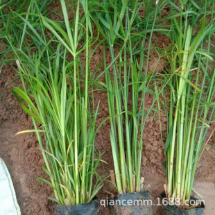 ͦˮֲ�� ˮ��ֲ�ﺵ��� �L܇�� ˮ��� ���@ˮ�w��ؾG��������