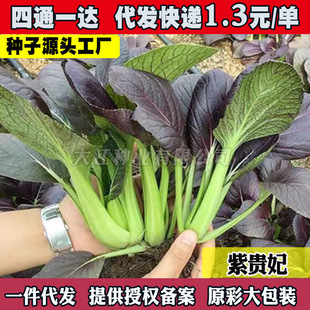 �F�����Ͳ˷N���Ϻ���N�����Ͳ��ļ��߲˷N����ɫ�߲˻�����ĭ��