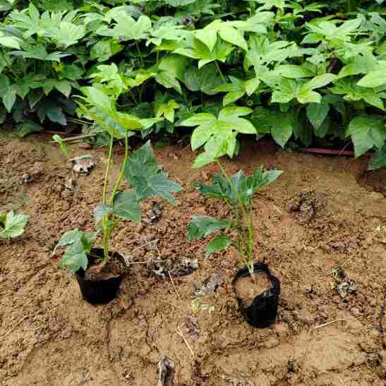 Octagonal Gold Plate Garden Courtyard Potted Plants, Evergreen All Year Round, Complete Varieties, Sufficient Inventory, Large Favorably Produced Base