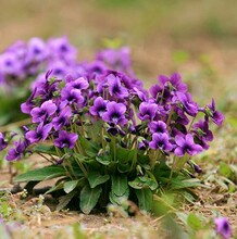 【紫花地丁种子】多年生耐寒花花籽花四季播地被矮生花草户外耐阴