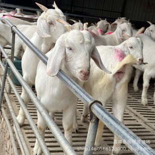 �Bֳ������ ��ɽ�� ������ɽ�� �������� ɽ�������Bֳ ���\ݔ