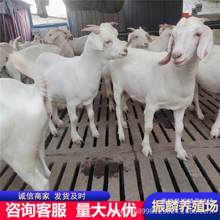 ������ɽ���ɽ�� ������Сĸ��� ���ް׷N���Bֳ