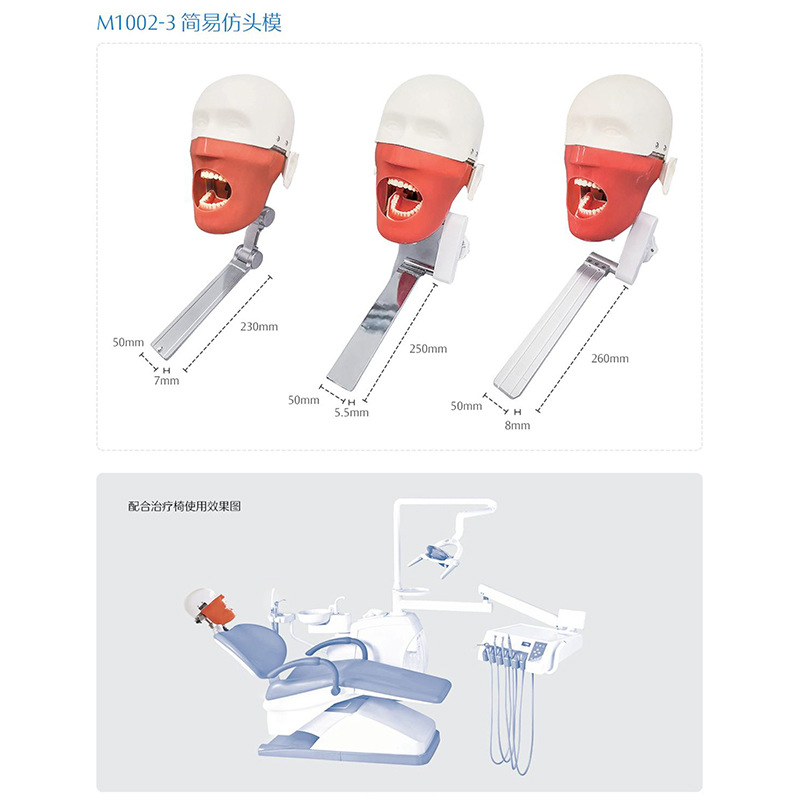 Modelo de simulación dental simple de modelo de práctica de enseñanza oral tipo reposacabezas modelo de cabeza simple de sujeción de mesa modelo de simulación de cabeza image 5